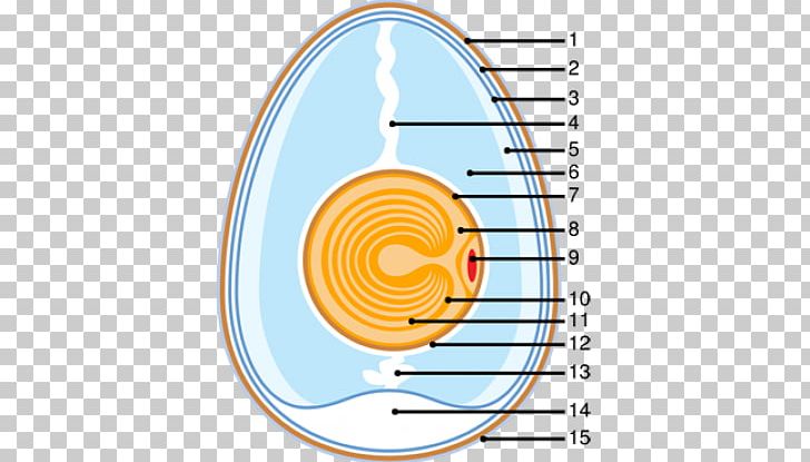 Chicken Reptile Eggshell Anatomy PNG, Clipart, Anatomy, Angle, Area, Biology, Boiled Egg Free PNG Download
