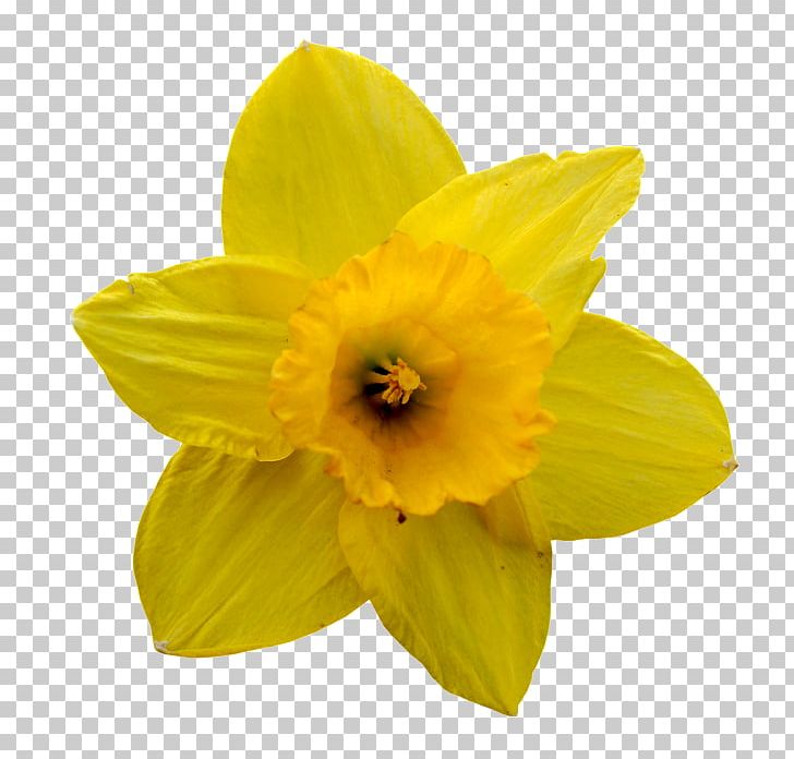 Daffodil Flower Jonquille Lilium Petal PNG, Clipart, Amaryllis, Amaryllis Family, Canola, Color, Daffodil Free PNG Download