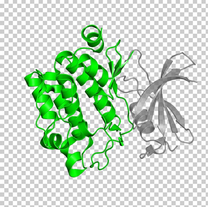 Serine/threonine-specific Protein Kinase Bioinformatics PNG, Clipart, Bioinformatics, European Bioinformatics Institute, Kinase, P70s6 Kinase 1, Protein Free PNG Download