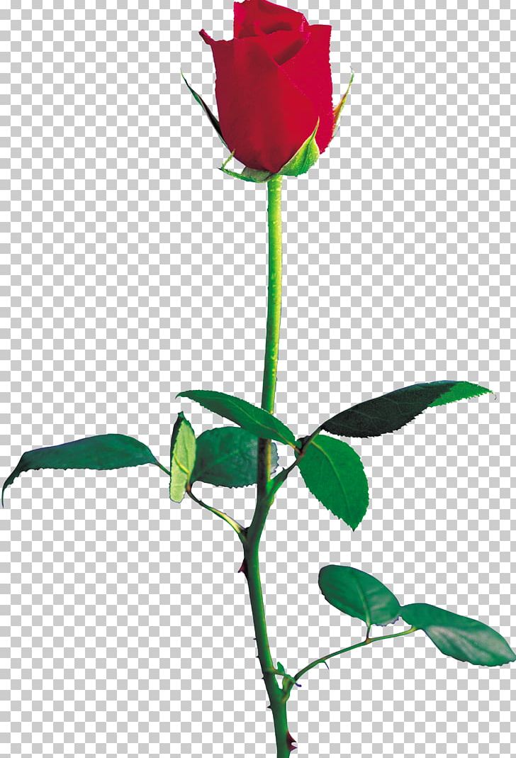 Beach Rose Garden Roses Flower Photography PNG, Clipart, Beach Rose, Branch, Bud, Cdr, Cut Flowers Free PNG Download