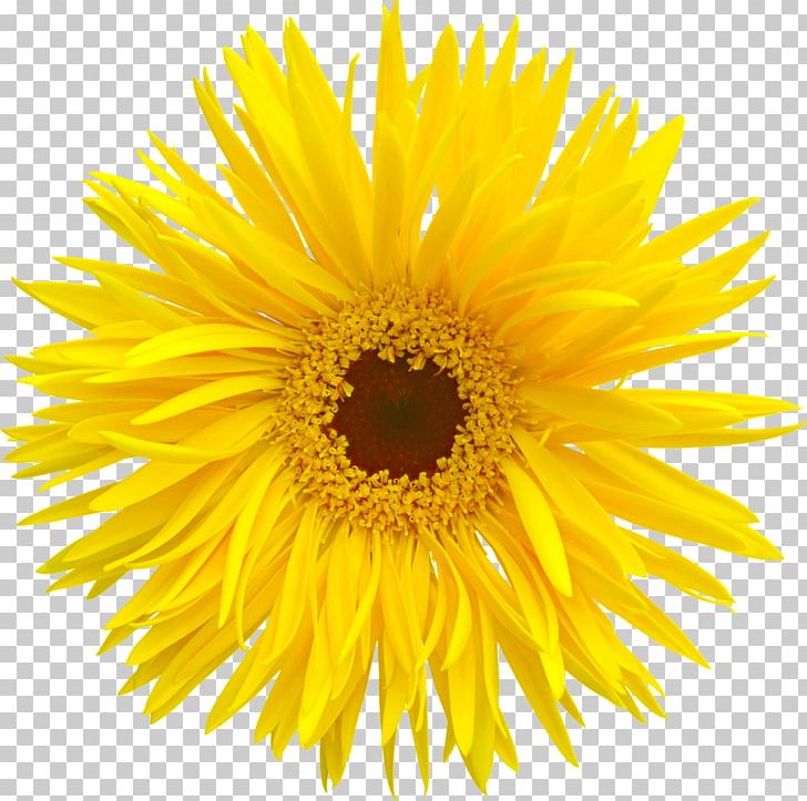 Common Sunflower Transvaal Daisy PNG, Clipart, Annual Plant, Art, Autumn, Black And White, Color Free PNG Download