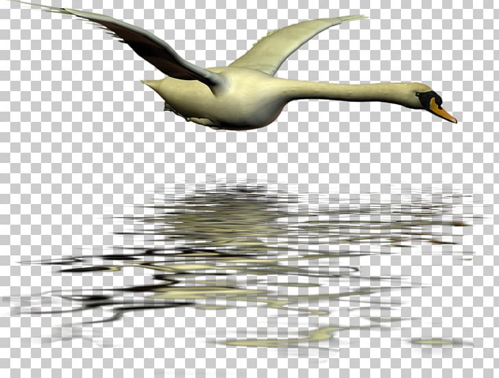 Duck Cygnini Swan Goose Bird PNG, Clipart, Anatidae, Animal, Animals, Beak, Bird Free PNG Download
