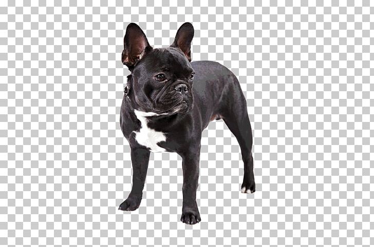 French Bulldog Dachshund Pug Toy Bulldog PNG, Clipart, American Kennel Club, Animals, Boston Terrier, Breed, Breed Standard Free PNG Download