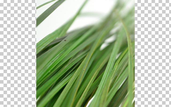 Sweet Grass Wheatgrass Commodity Grasses PNG, Clipart, Commodity, Grass, Grasses, Grass Family, Herb Free PNG Download