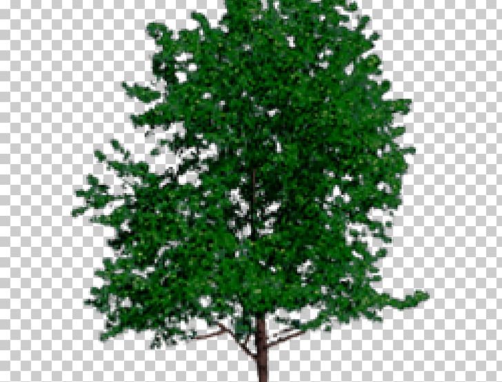 Tree Trunk VRML Wood PNG, Clipart, Arborist, Bark, Branch, Felling, Grass Free PNG Download