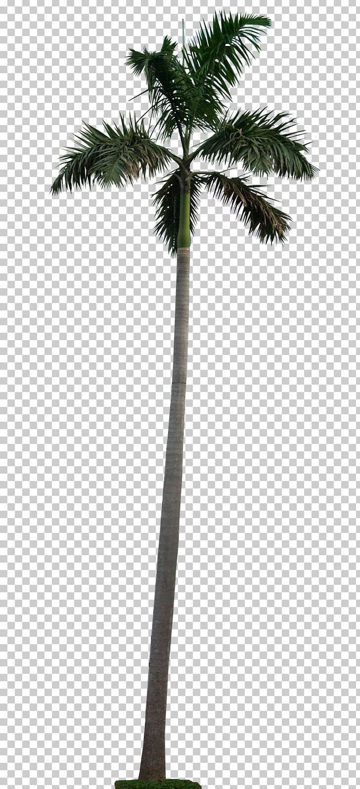 Adonidia Tree Washingtonia Filifera PNG, Clipart, 3d Rendering, Adonidia, Arecaceae, Arecales, Areca Palm Free PNG Download