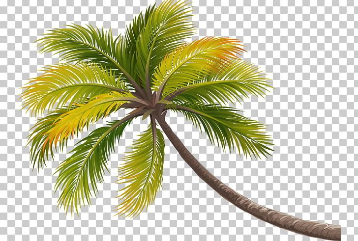 Coconut Tree Arecaceae PNG, Clipart, Arecales, Borassus Flabellifer, Christmas Decoration, Date Palm, Decorative Elements Free PNG Download