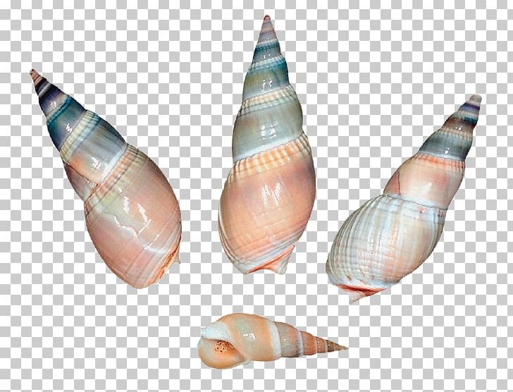 Seashell Gastropod Shell Sea Snail PNG, Clipart, Animals, Caracola, Conch, Conchology, Gastropod Shell Free PNG Download