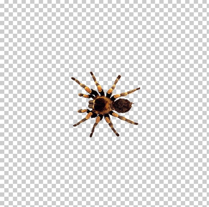 Spider Insect PNG, Clipart, Animals, Arachnid, Arthropod, Bugs, Clip Art Free PNG Download