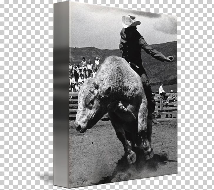 Stallion Mustang Cowboy Pack Animal Freikörperkultur PNG, Clipart, Black And White, Bull, Bull Riding, Cattle Like Mammal, Cowboy Free PNG Download