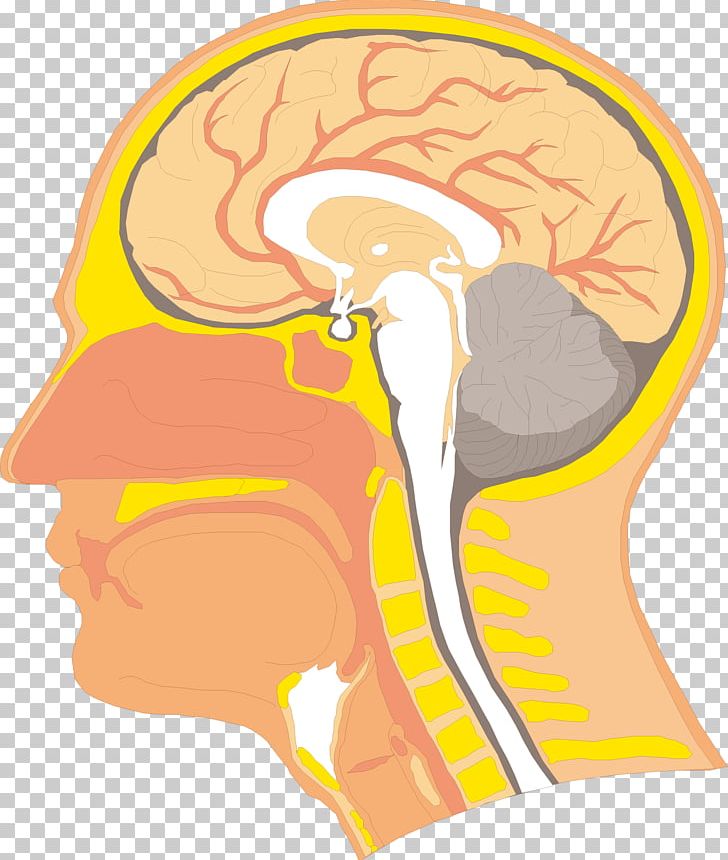 Swallowing Anatomy Velopharyngeal Insufficiency Human Body Head PNG, Clipart, Drinking, Esophagus, Flip, Flip Vector, Head Free PNG Download