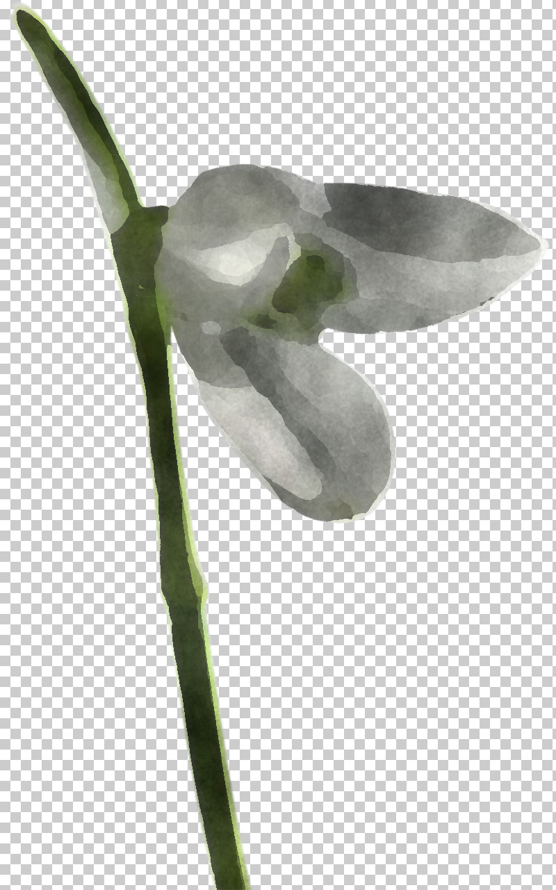 Flower Snowdrop Plant Galanthus Anthurium PNG, Clipart, Amaryllis Family, Anthurium, Arum Family, Dendrobium, Flower Free PNG Download