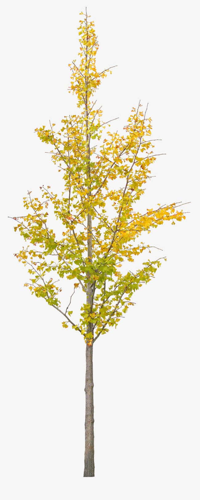 A Ginkgo Tree PNG, Clipart, A Clipart, A Ginkgo Tree, Download, Flowers