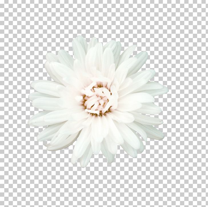 Flower White Petal PNG, Clipart, Chrysanthemum, Chrysanths, Dahlia, Daisy, Daisy Family Free PNG Download