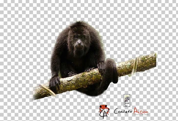New World Monkeys White-headed Capuchin Primate Mantled Howler Monkey PNG, Clipart, Animal, Animals, Common Squirrel Monkey, Fauna, Howler Monkey Free PNG Download