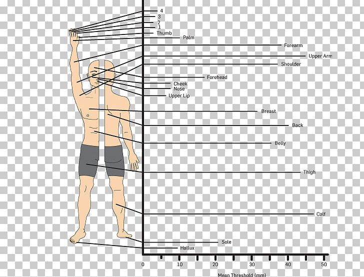 Product Design Document Abdomen Muscle PNG, Clipart, Abdomen, Angle, Area, Arm, Art Free PNG Download