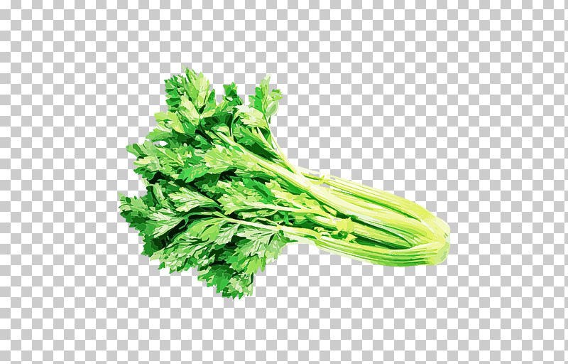 Vegetable Leaf Vegetable Food Plant Celery PNG, Clipart, Celery, Chinese Celery, Choy Sum, Food, Herb Free PNG Download