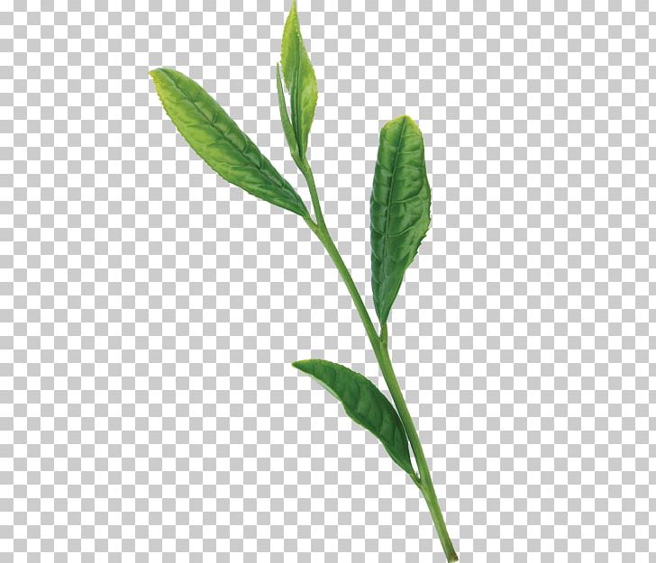 Leaf Plant Stem Herbaceous Plant Plants PNG, Clipart, Branch, Herb, Herbaceous Plant, Herbal Tea, Leaf Free PNG Download
