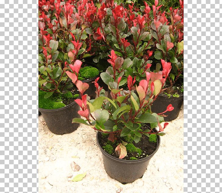Red Tip Photinia Shrub Bearberry Red Robin Plant PNG, Clipart, Arctostaphylos, Arctostaphylos Uva Ursi, Bearberry, Begonia, Broadleaved Tree Free PNG Download