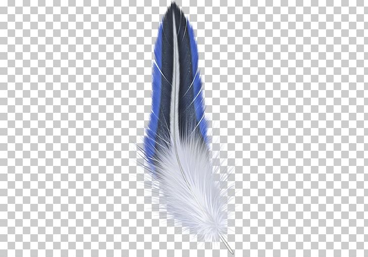 Bird Feather Photography PNG, Clipart, Animals, Bird, Blue, Computer Icons, Encapsulated Postscript Free PNG Download