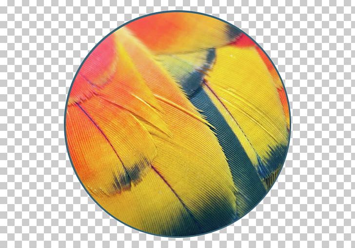Canvas Print Feather Art PNG, Clipart, Amazon Parrot, Art, Canvas, Canvas Print, Feather Free PNG Download