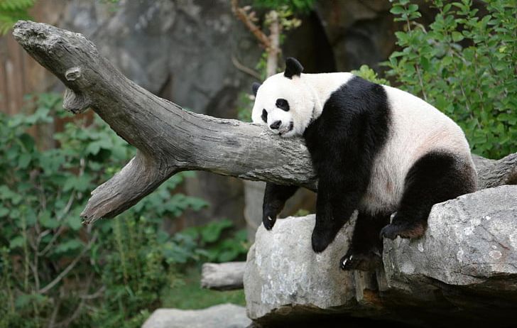 Giant Panda Panda High Desktop High-definition Television 4K Resolution PNG, Clipart, 4k Resolution, 1080p, Animals, Bear, Cuteness Free PNG Download