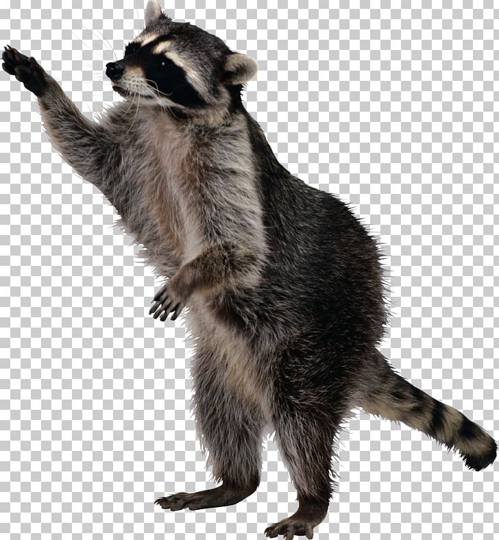 Raccoon PNG, Clipart, Raccoon Free PNG Download