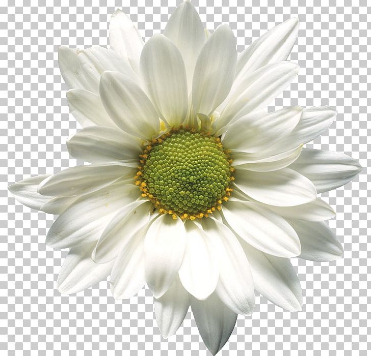 Chamomile Stigma PNG, Clipart, Annual Plant, Aster, Chamomile, Chrysanths, Cicek Free PNG Download