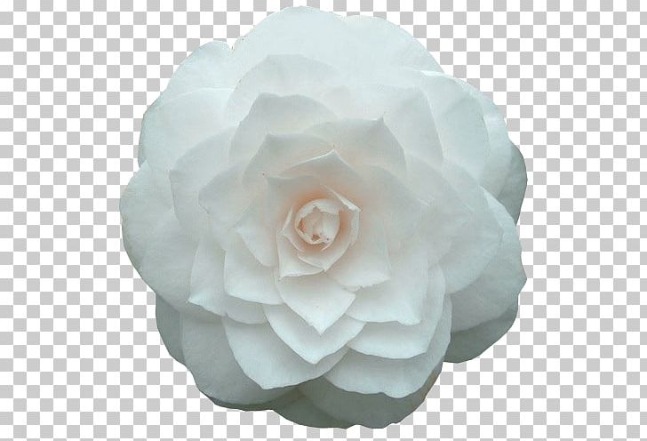 Flower Japanese Camellia Garden Roses Petal Paper PNG, Clipart, Camellia, Centifolia Roses, Cut Flowers, Floribunda, Flower Free PNG Download