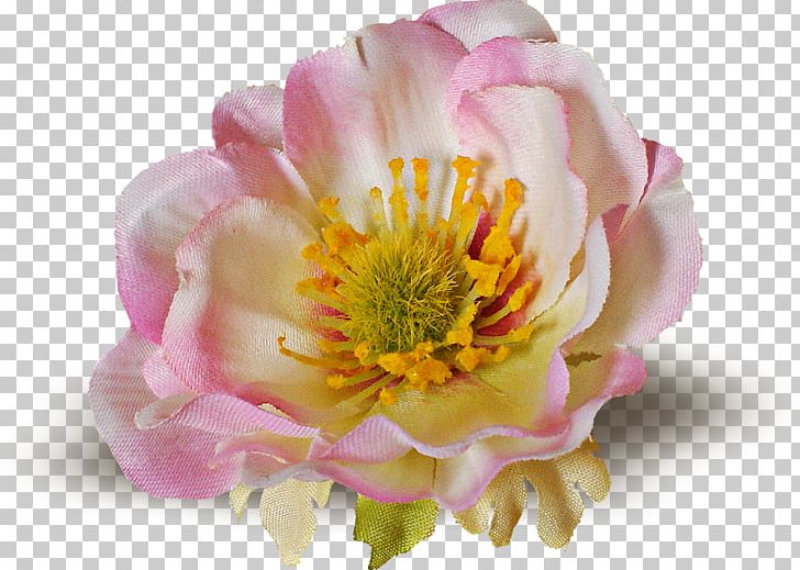 Flowering Plant Petal Peony PNG, Clipart, Flower, Flowering Plant, Holidays, Nature, Peony Free PNG Download
