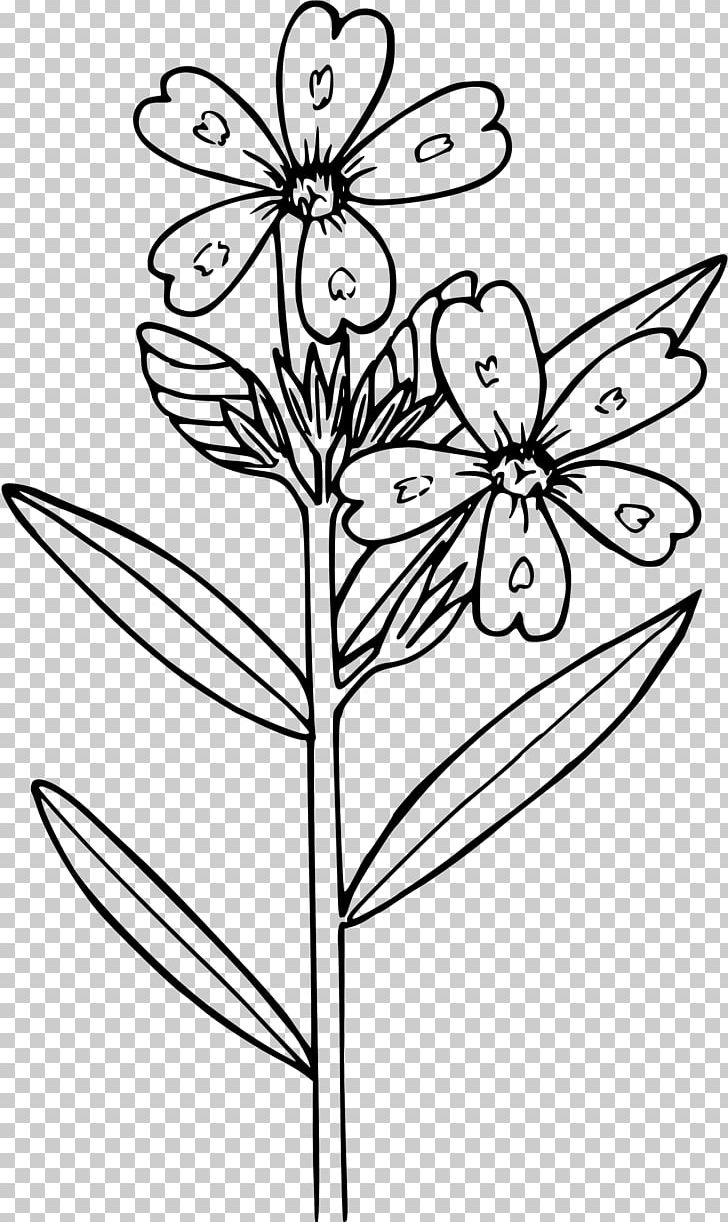 Phlox Drummondii Flower Coloring Book PNG, Clipart, Anemone, Artwork, Black And White, Botany, Branch Free PNG Download