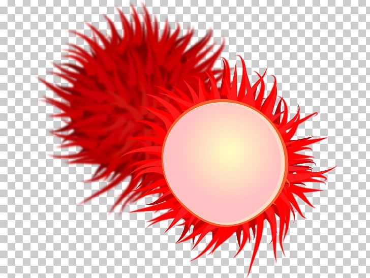 Rambutan Tropical Fruit PNG, Clipart, Circle, Clip Art, Closeup, Computer Wallpaper, Dessert Free PNG Download