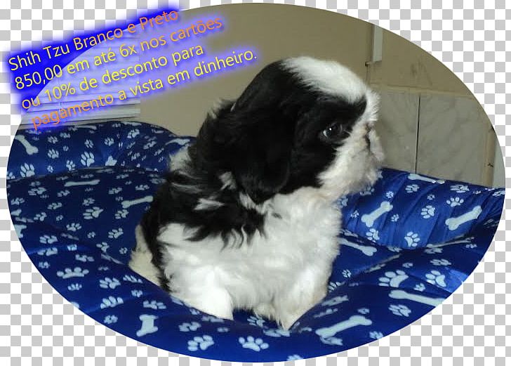 Shih Tzu Japanese Chin Havanese Dog Chinese Imperial Dog Puppy PNG, Clipart, Animals, Breed, Carnivoran, Companion Dog, Dog Free PNG Download