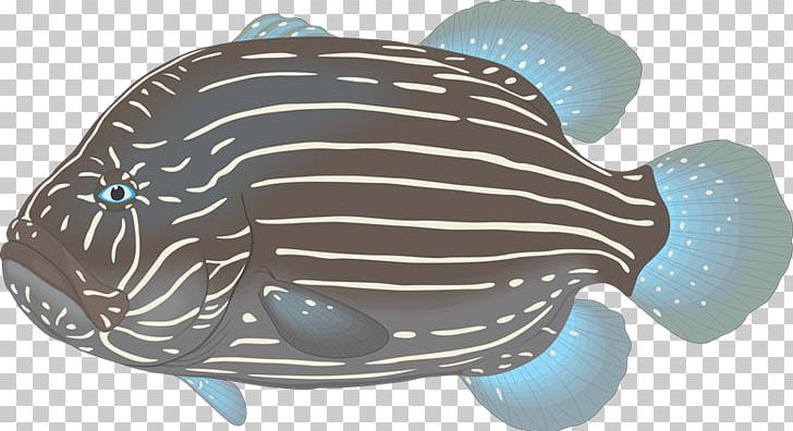 Aquarium Ornamental Fish PNG, Clipart, Animal, Aquarium, Cdr, Digital Image, Encapsulated Postscript Free PNG Download
