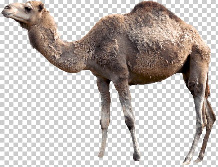 Bactrian Camel Dromedary Portable Network Graphics PNG, Clipart, Arabian Camel, Bactrian Camel, Camel, Camel Like Mammal, Computer Icons Free PNG Download