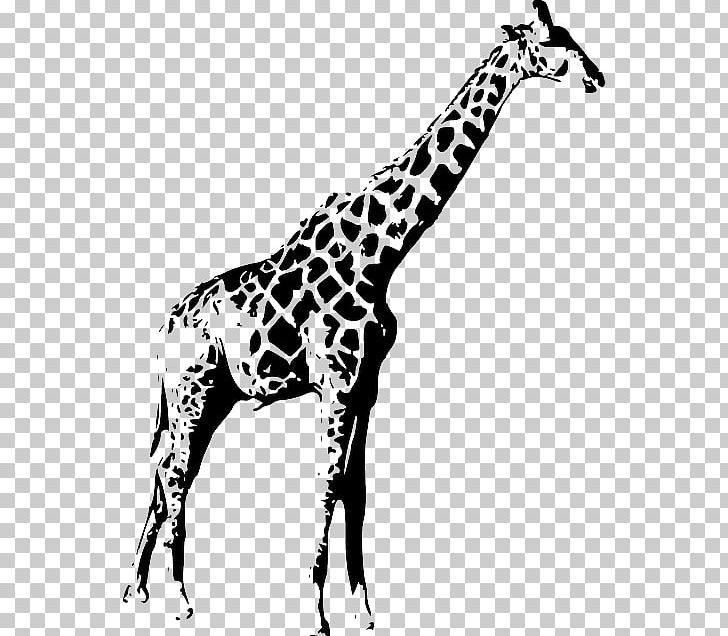 Giraffe Portable Network Graphics Scalable Graphics PNG, Clipart, Animal, Animal Figure, Black And White, Computer Icons, Drawing Free PNG Download