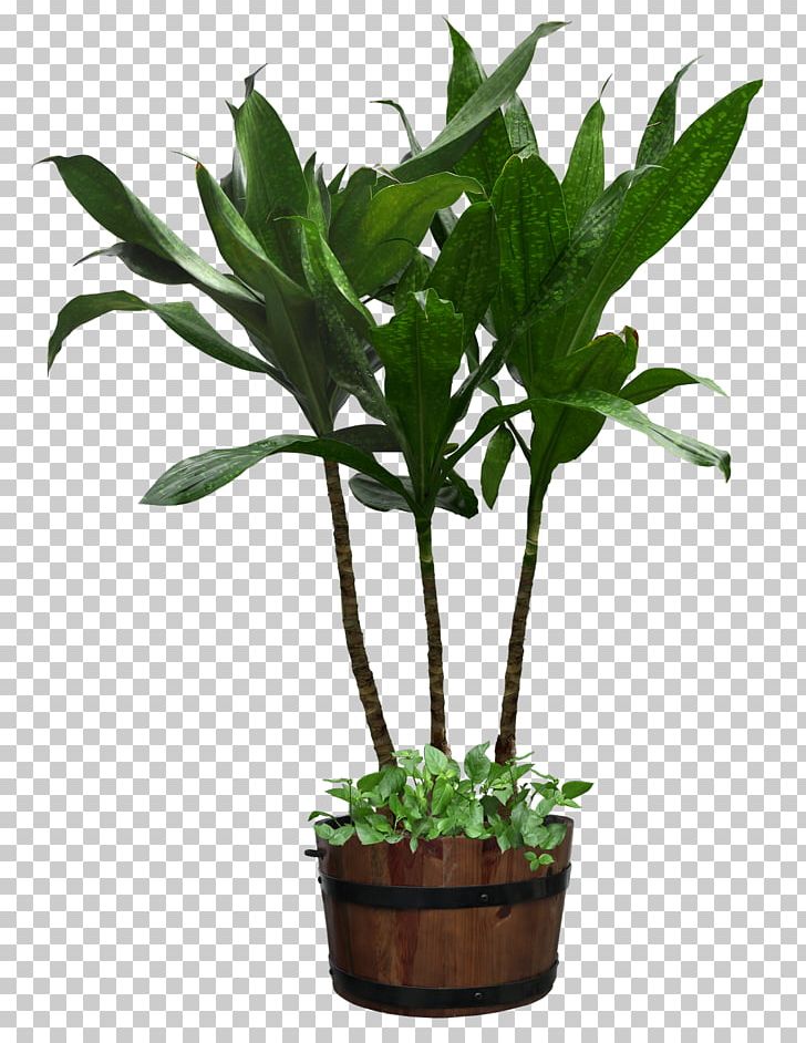 Houseplant Flowerpot PNG, Clipart, Creative Market, Evergreen ...
