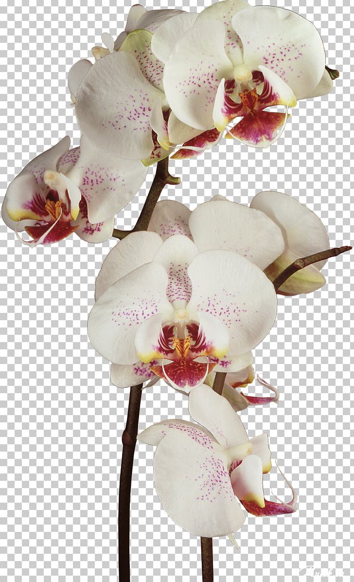 Orchids Flower PNG, Clipart, Blog, Cut Flowers, Digital Image, Floral Design, Flower Free PNG Download