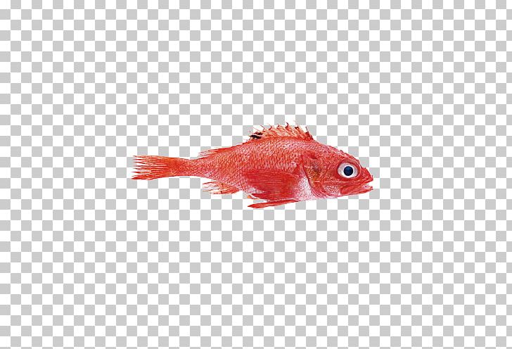Rockfish Mullus Barbatus Northern Red Snapper PNG, Clipart, Animals, Aquarium Fish, Carp, Elements, Fish Free PNG Download