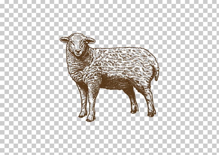 Sheep Drawing Grazing Illustration PNG, Clipart, Art, Artwork Flyer Background, Artwork Vector, Cartoon Sheep, Cow Goat Family Free PNG Download