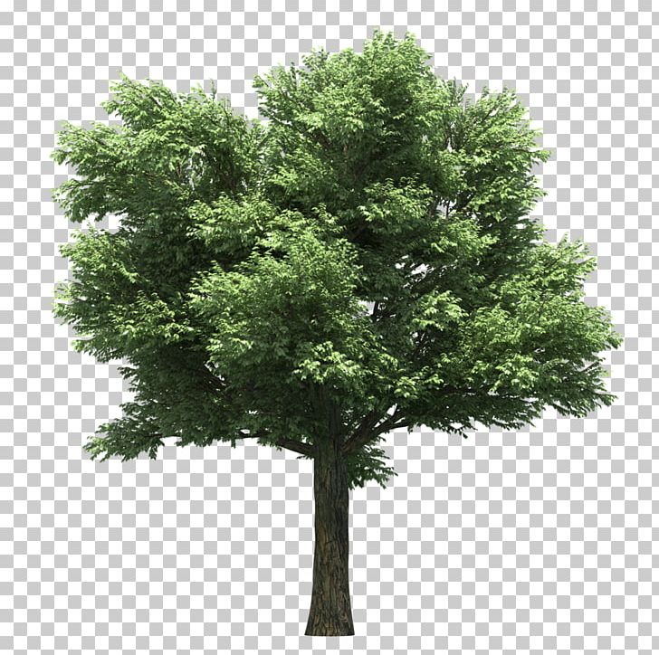 Stock Photography Tree PNG, Clipart, 3d Computer Graphics, Branch, Evergreen, Nature, Oak Free PNG Download