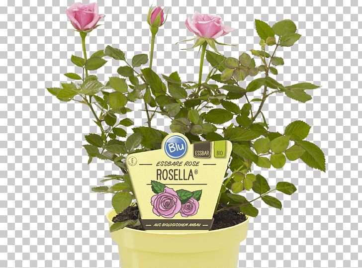 Flowerpot Blütenblatt Marmalade Houseplant PNG, Clipart, Aromatic Compounds, Candied Fruit, Color, Dessert, Die Zeit Free PNG Download