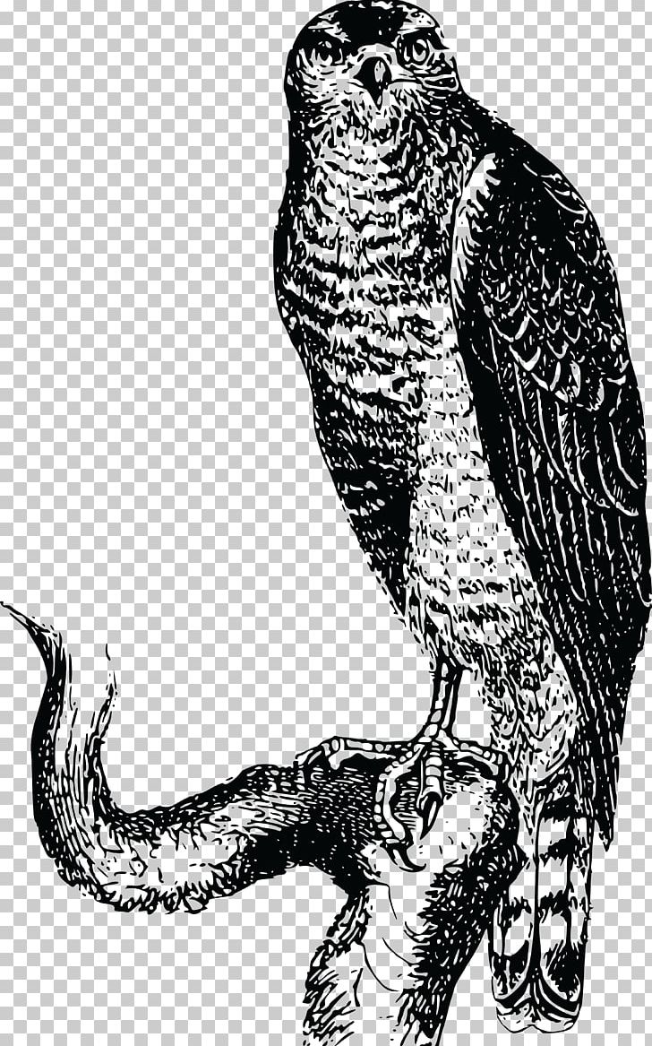 Hawk Owl Eagle PNG, Clipart, Animals, Art, Beak, Bird, Bird Of Prey Free PNG Download