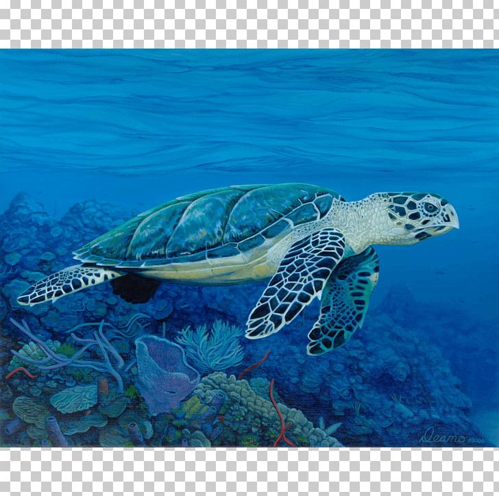 Hawksbill Sea Turtle Reptile Aquatic Animal PNG, Clipart, Animal, Animals, Aqua, Aquatic Animal, Deep Sea Creature Free PNG Download