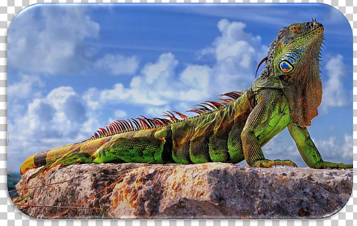 Lizard Green Iguana Reptile Desktop Ultra-high-definition Television PNG, Clipart, 4k Resolution, Animals, Common Iguanas, Computer, Desktop Wallpaper Free PNG Download