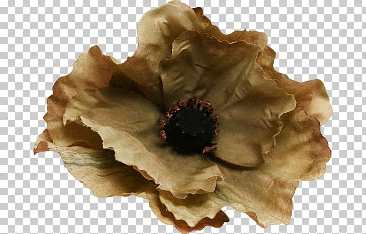 Lossless Compression Photography PNG, Clipart, Black And White, Data, Data Compression, Download, Flower Free PNG Download