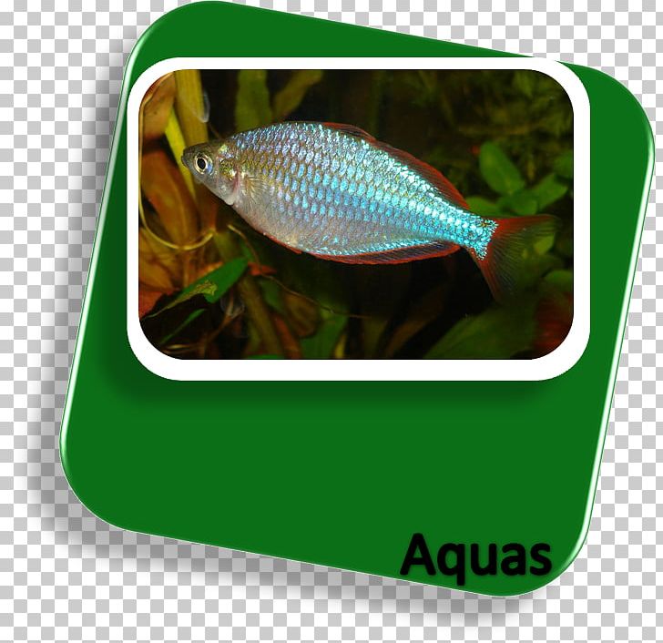 New Guinea Neon Rainbowfish Lake Kutubu Rainbowfish Boeseman's Rainbowfish Aquarium PNG, Clipart, Aquarium, Fish, Lake Kutubu Rainbowfish, Neon, New Guinea Free PNG Download
