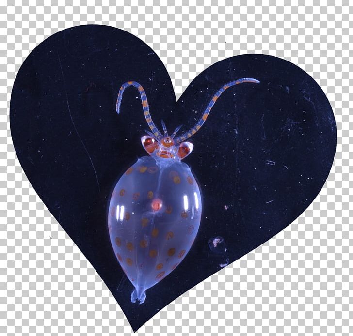Organism PNG, Clipart, Heart, Organism, Others, Parnassius Glacialis Free PNG Download