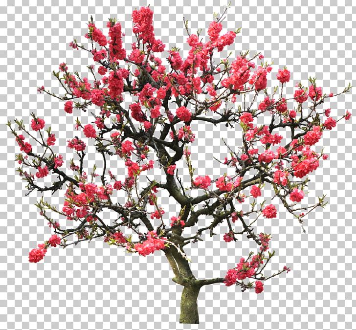 Tree Photography PNG, Clipart, 1080p, Blossom, Branch, Camera, Cherry Blossom Free PNG Download