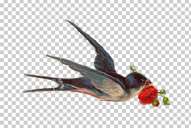 Bird Swallow PNG, Clipart, Animals, Antique, Art, Beak, Bird Free PNG Download